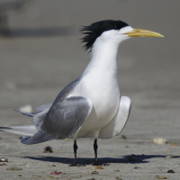 Greater Crested Tern